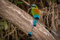 096 Tarcoles, wenkbrauwmotmot